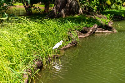 Lara Balais - Parc national de la Guadeloupe