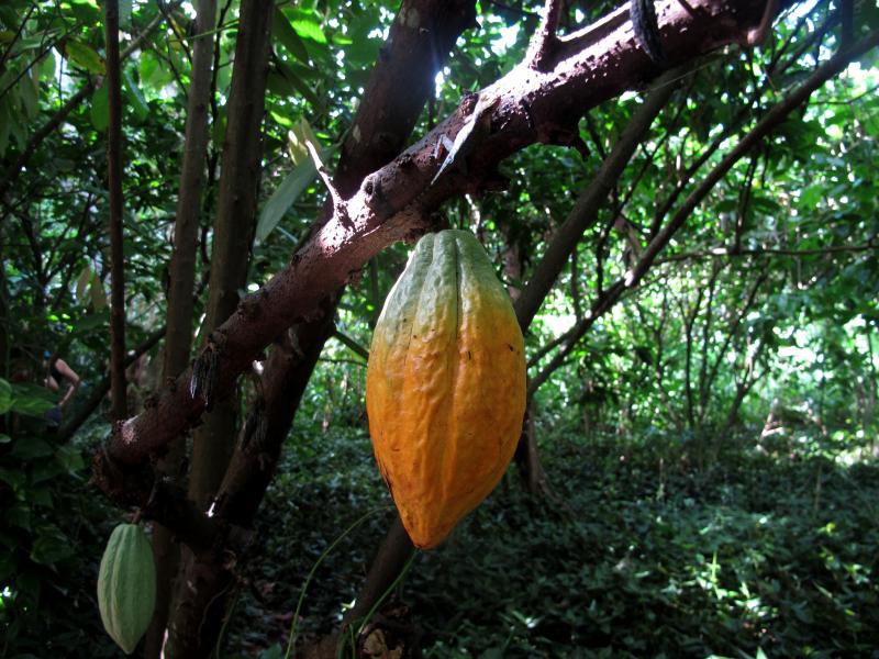 La culture de la vanille en Guadeloupe