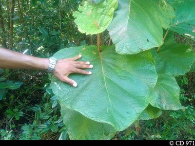 Raisinier grandes feuilles