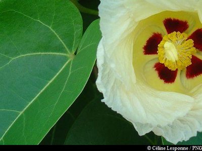 fleur de Catalpa