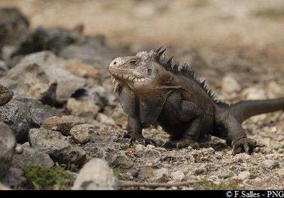 Iguane des Petites Antilles