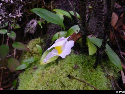 Utricularia alpina