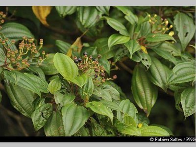 Fuschia montagne