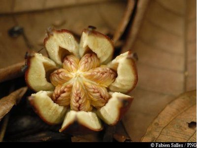 fruit du Clusia mangle