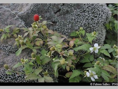 "Framboisier montagne"