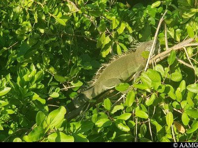 Iguane vert