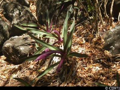 Tradescantia Spathacea