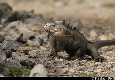 Iguane