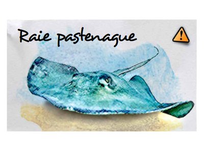 Raie pastenague
