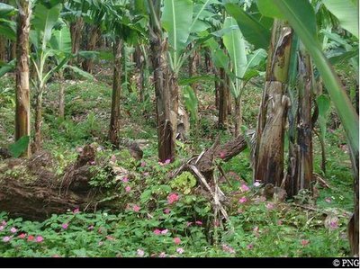 Bananeraie et impatients en fleurs