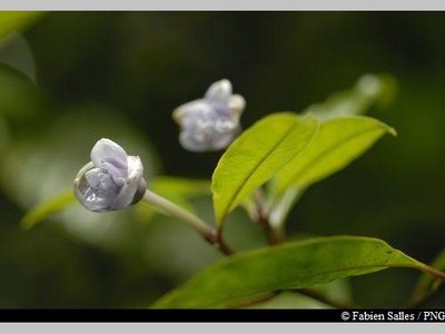 Fleur bleue