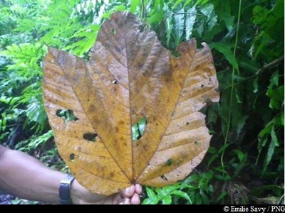 feuille de Mapou Baril