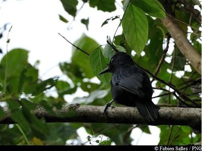 Pic de la Guadeloupe