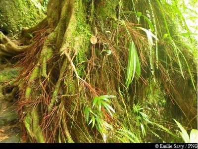 Bois rouge carapate