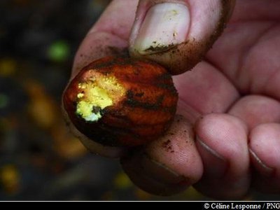 fruit du Palétuvier jaune