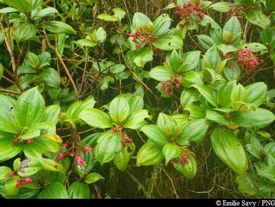 Fuschia montagne