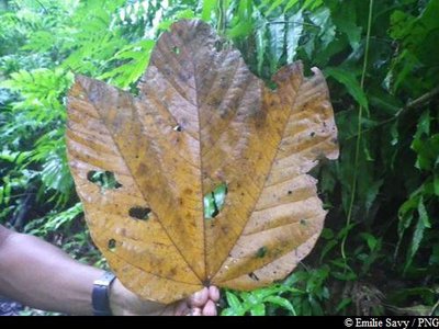 Feuille de Mapou Baril