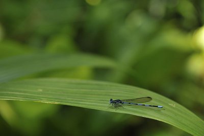 Argia concinna