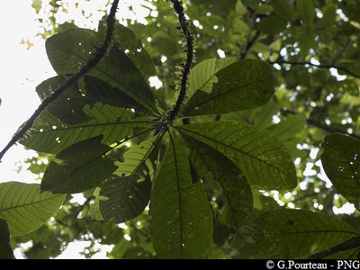 feuilles de Résolu