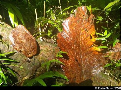 Différence entre Châtaignier Grandes Feuilles et Petites Feuilles