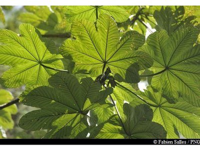 feuilles de Bois Canon