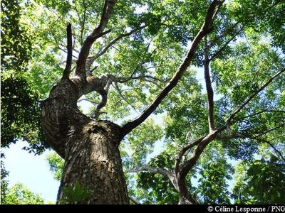 Mahogany Petites Feuilles