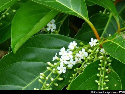 Fleurs du Bois carré