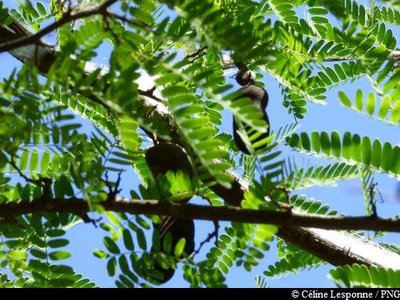 Tamarinier et fruits