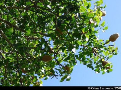 Mahogany Grandes Feuilles