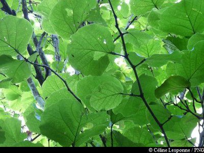 Raisinier Grandes Feuilles