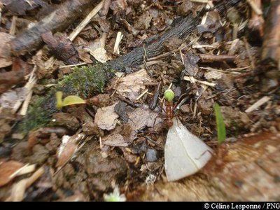 fourmis manioc