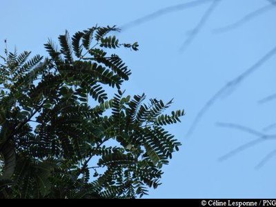 feuilles de "Tendacayou"