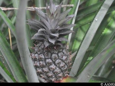 Ananas sauvage