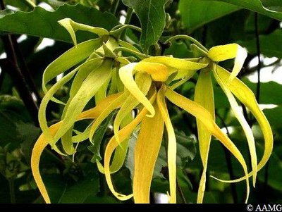 Fleurs d'Ylang-ylang