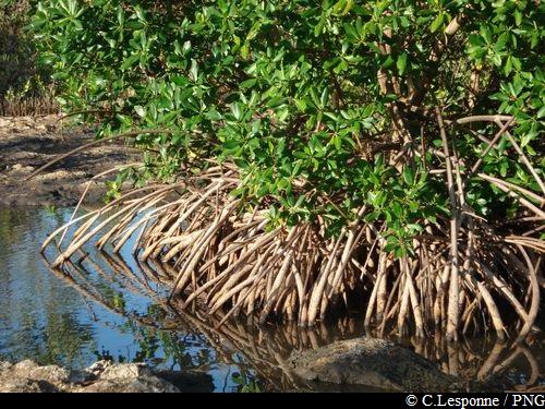 Palétuviers rouges, chemin Kas Moustach – Marais et sentier de la mangrove de Port-Louis