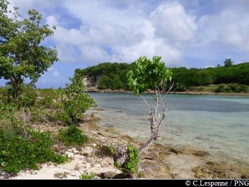 Vue sur l'Anse Colas – Chemins de mangrove, Anse-Bertrand → Port-Louis