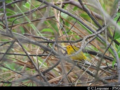 Paruline jaune – Sentier littoral Vieux-Bourg / Babin