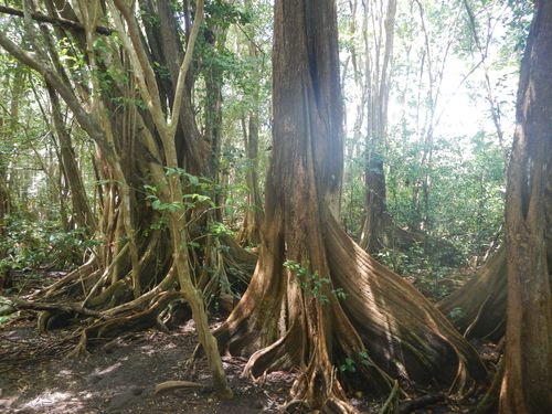 Mangle médaille « sang dragon » – Mangrove de Vieux-Fort