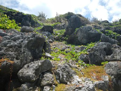 Cactus cierges et patates bord de mer