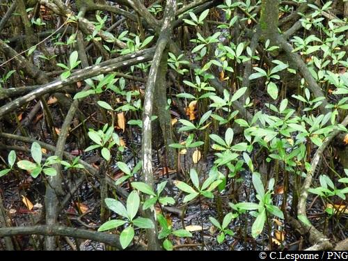 Mangrove le long du sentier – Sentier de Beautiran