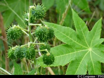 Carapatier (fruits verts)