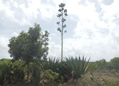 Agave endémique des Petites Antilles