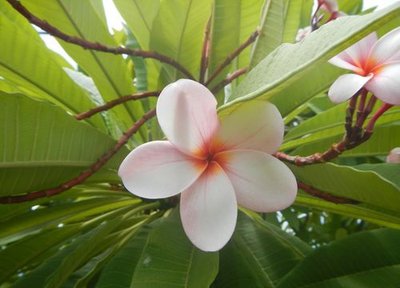 Fleur de frangipanier