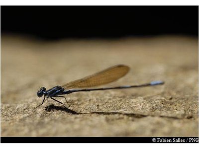 Libellule Argia concinna ("zing-zing")