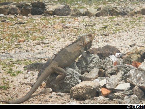 Iguane des Petites Antilles (Iguana delicatissima)